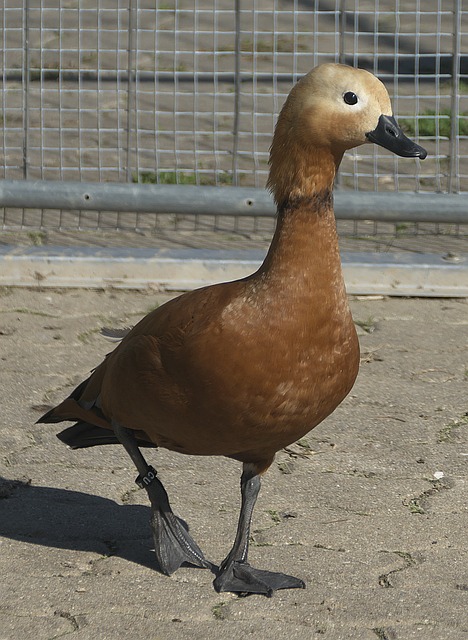 防守两端都